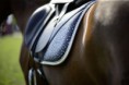 NOVINKA  Dečka pod sedlo -SILVER STREAM- CAVALLINO MARINO